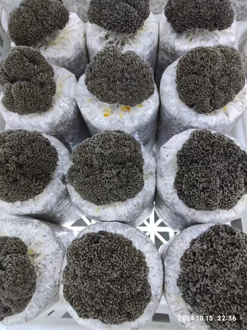 灰树花鲜货舞茸菌菌菇煲汤炒菜营养价值高