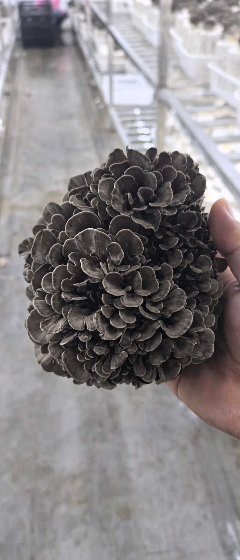 灰树花鲜货舞茸菌菌菇煲汤炒菜营养价值高
