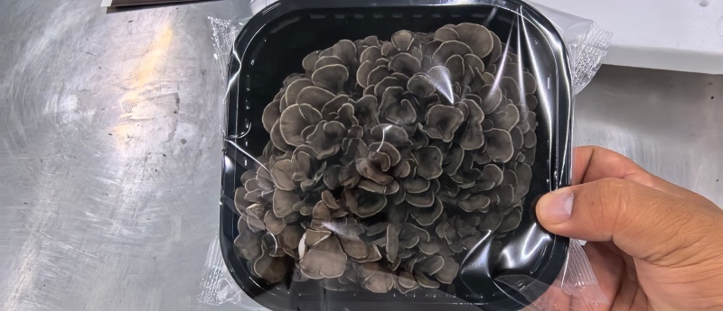 灰树花鲜货舞茸菌菌菇煲汤炒菜营养价值高