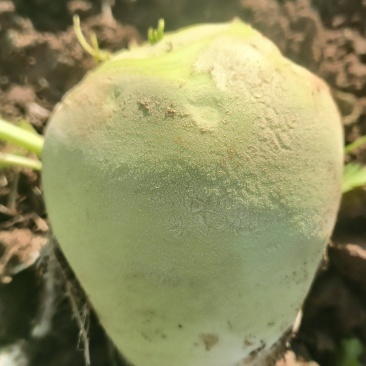 辣菜疙瘩上市中