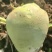 辣菜疙瘩上市中