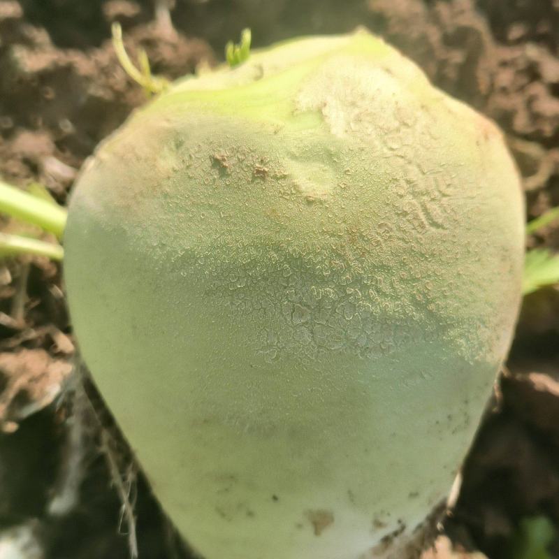 辣菜疙瘩上市中