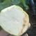 辣菜疙瘩上市中