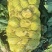 辣菜疙瘩上市中