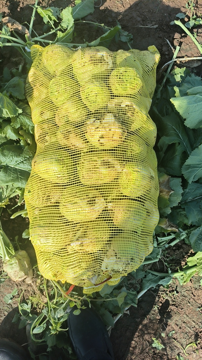 辣菜疙瘩上市中