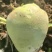 辣菜疙瘩上市中