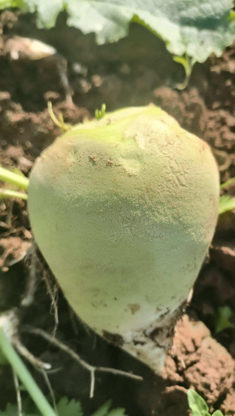 辣菜疙瘩上市中