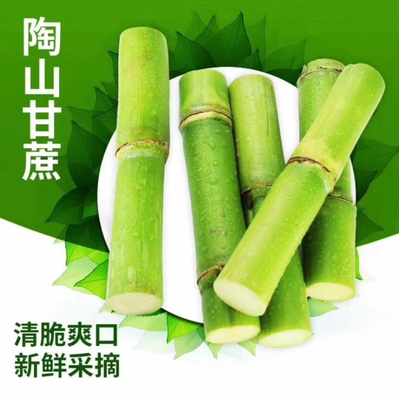 陶山甘蔗5斤装