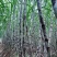 陶山甘蔗5斤装
