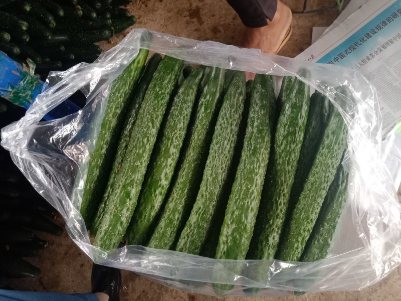黄瓜，云南精品青密刺黄瓜，分级分装。当天采摘当天发货。