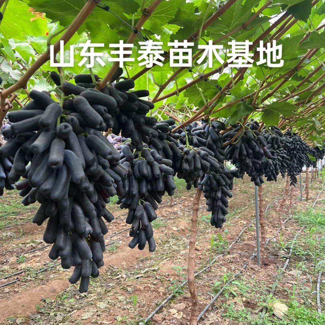 蓝宝石葡萄苗批发]【正品】新疆蓝宝石葡萄苗，专攻新疆地区