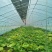 来自秦岭大山里美味水果南瓜粉蛮腰可生吃