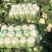 湖北大白菜，黄心大白菜，供应市场，电商超市