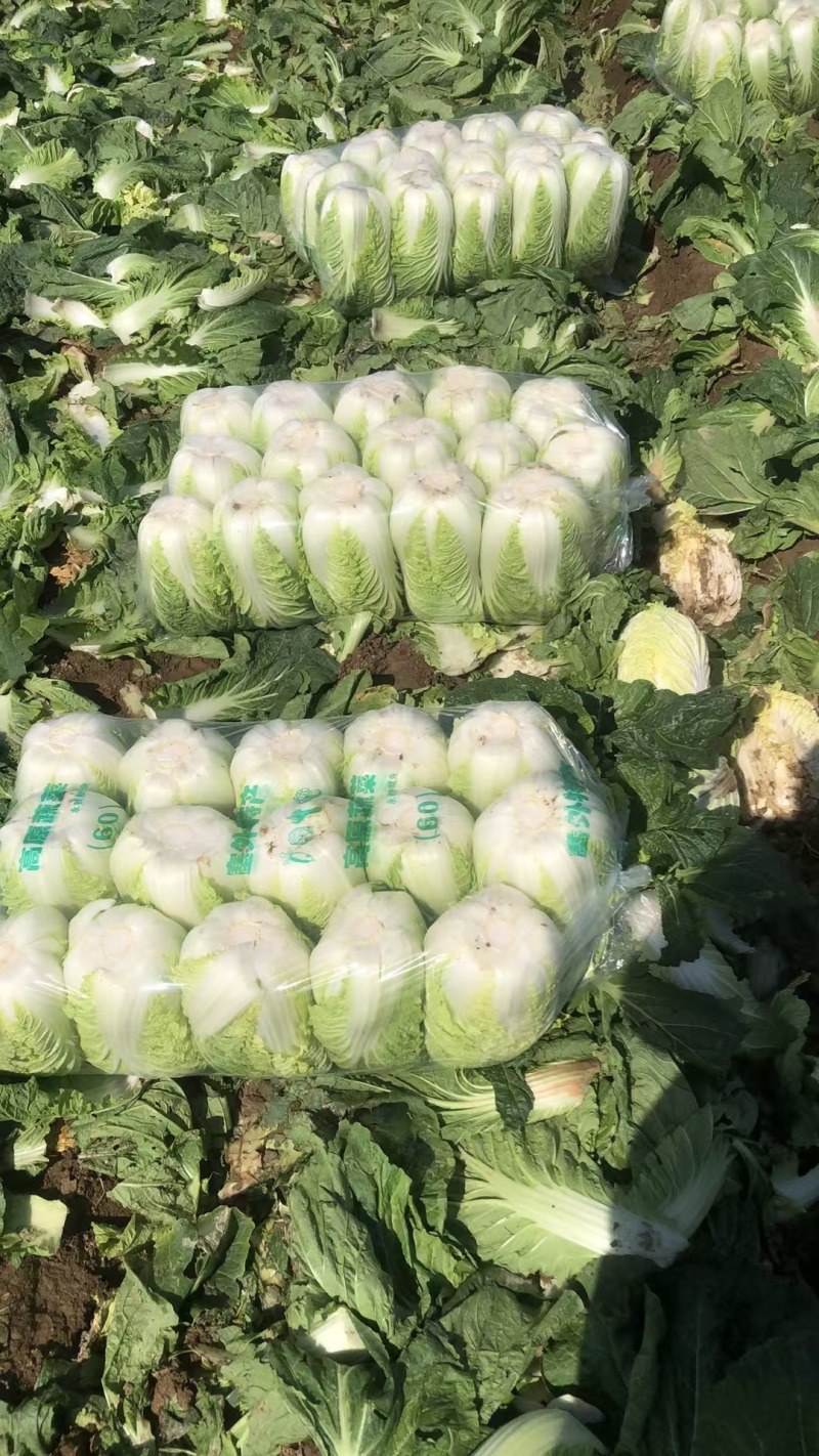 湖北大白菜，黄心大白菜，供应市场，电商超市