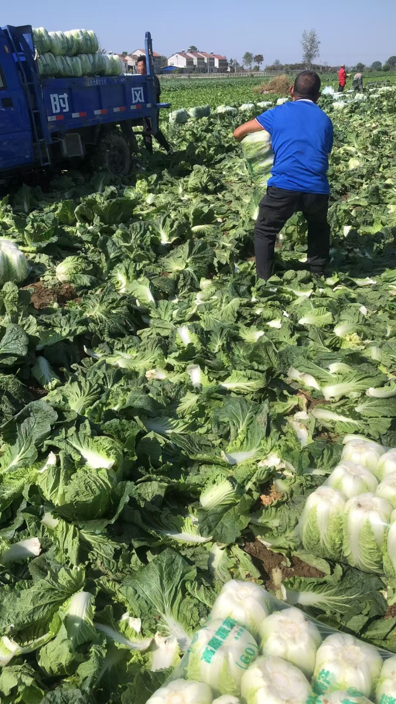 湖北大白菜，黄心大白菜，供应市场，电商超市