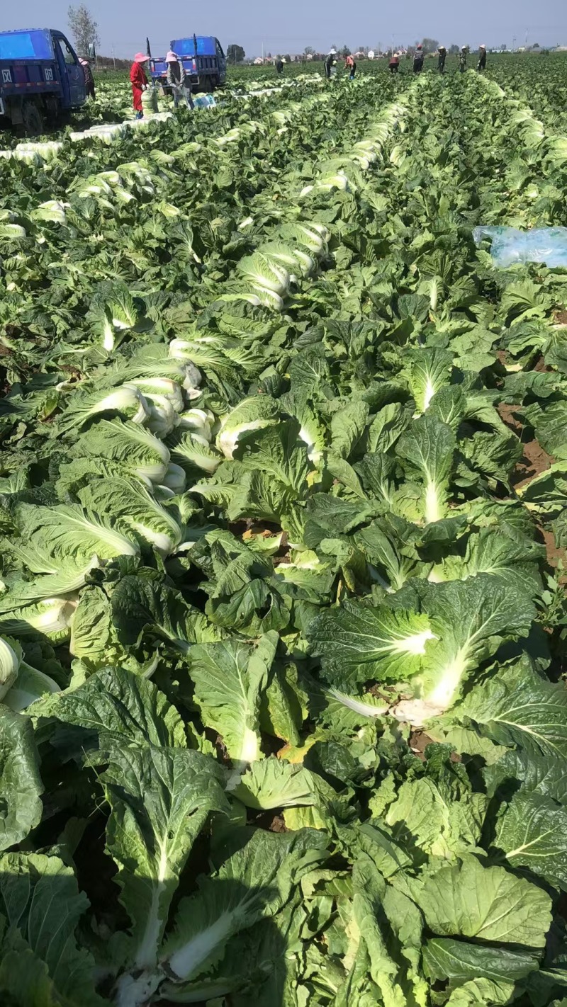 湖北大白菜，黄心大白菜，供应市场，电商超市