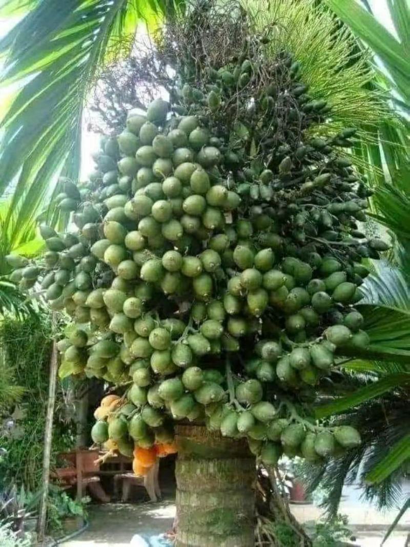槟榔果