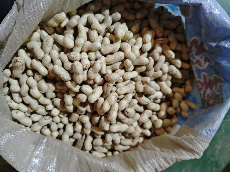 大名花生新货上市沙土原味炒花生大铁锅炒花生，可供电商