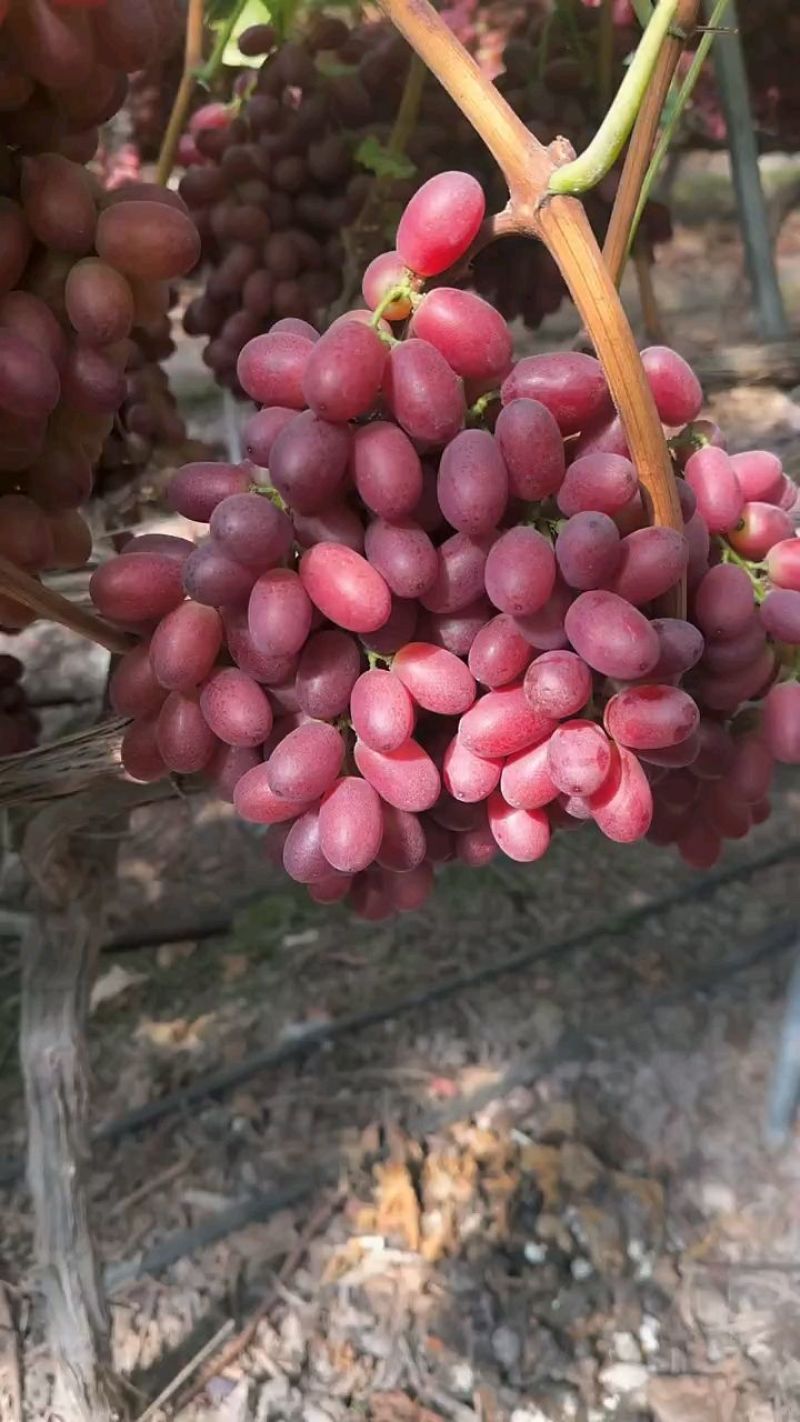 克伦生葡萄，陕西克伦生葡萄，克伦生葡萄产地价格