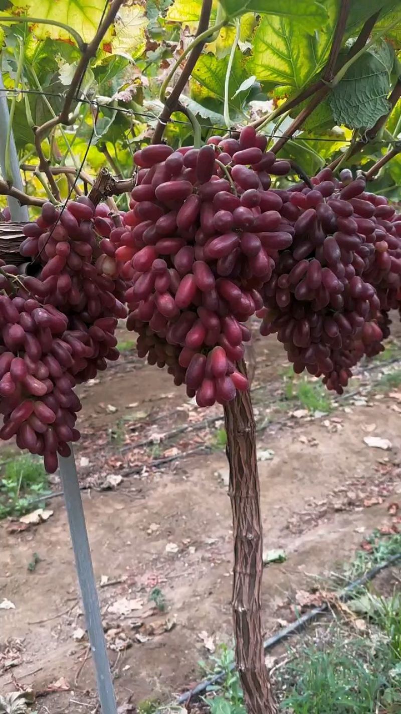 克伦生葡萄，陕西克伦生葡萄，克伦生葡萄产地价格