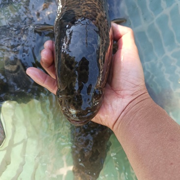 本地水库河流土黑鱼，酸菜鱼片的**，健康美味。