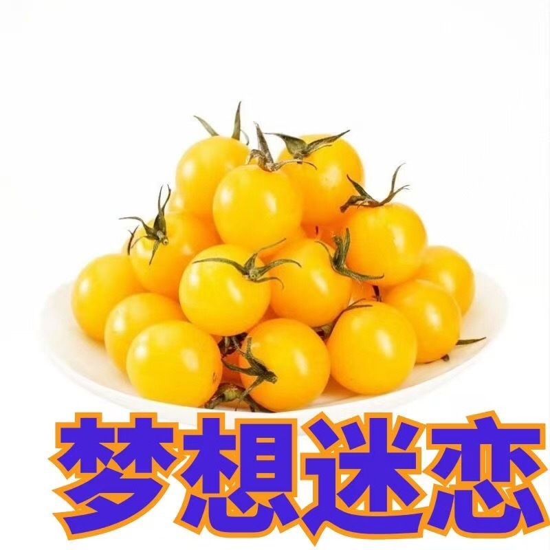 迷恋小番茄，营养丰富，美味可口，有需要老板可以来电咨询
