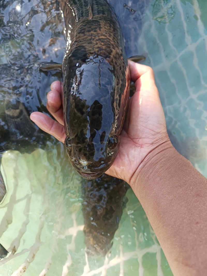 本地水库河流土黑鱼，酸菜鱼片的**，健康美味。