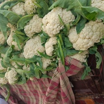 我们产地精品花菜大货上市许要联系