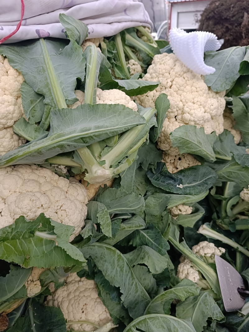 我们产地精品花菜大货上市许要联系