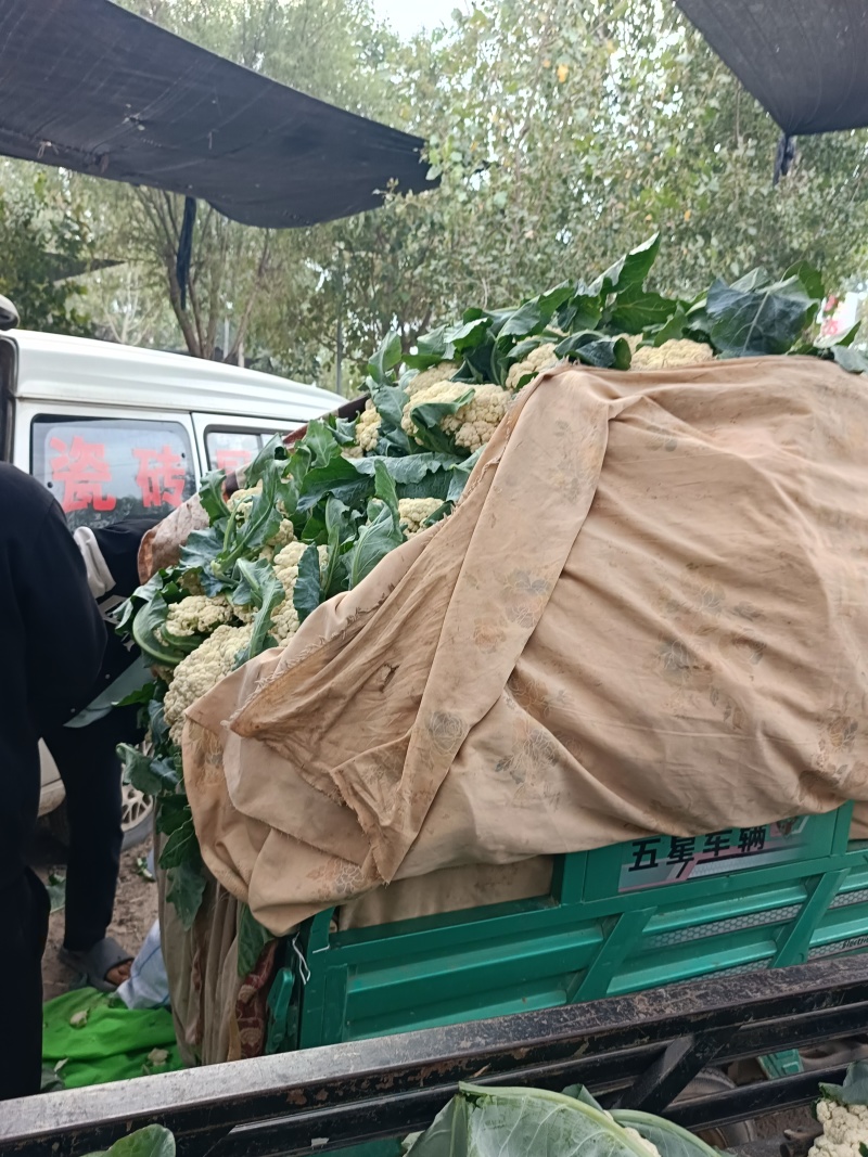 我们产地精品花菜大货上市许要联系