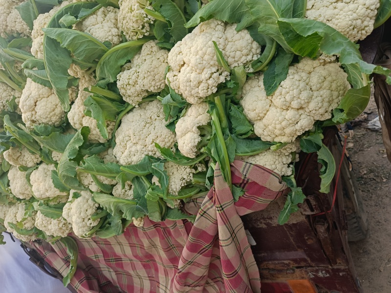 我们产地精品花菜大货上市许要联系