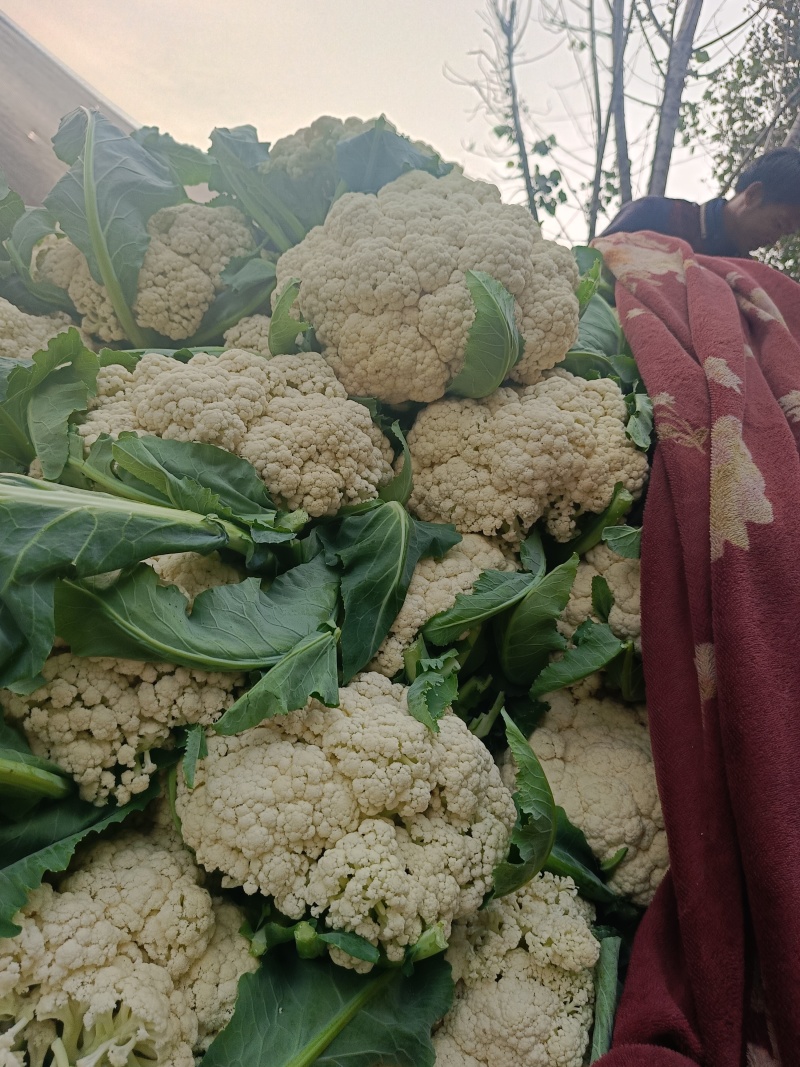 我们产地精品花菜大货上市许要联系