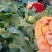 我们产地精品花菜大货上市许要联系