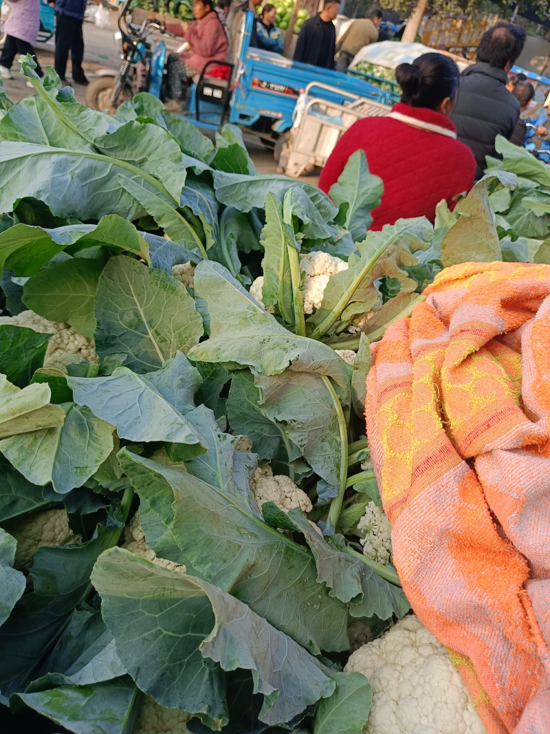 我们产地精品花菜大货上市许要联系