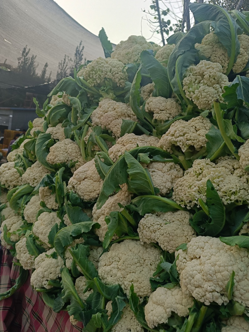 我们产地精品花菜大货上市许要联系