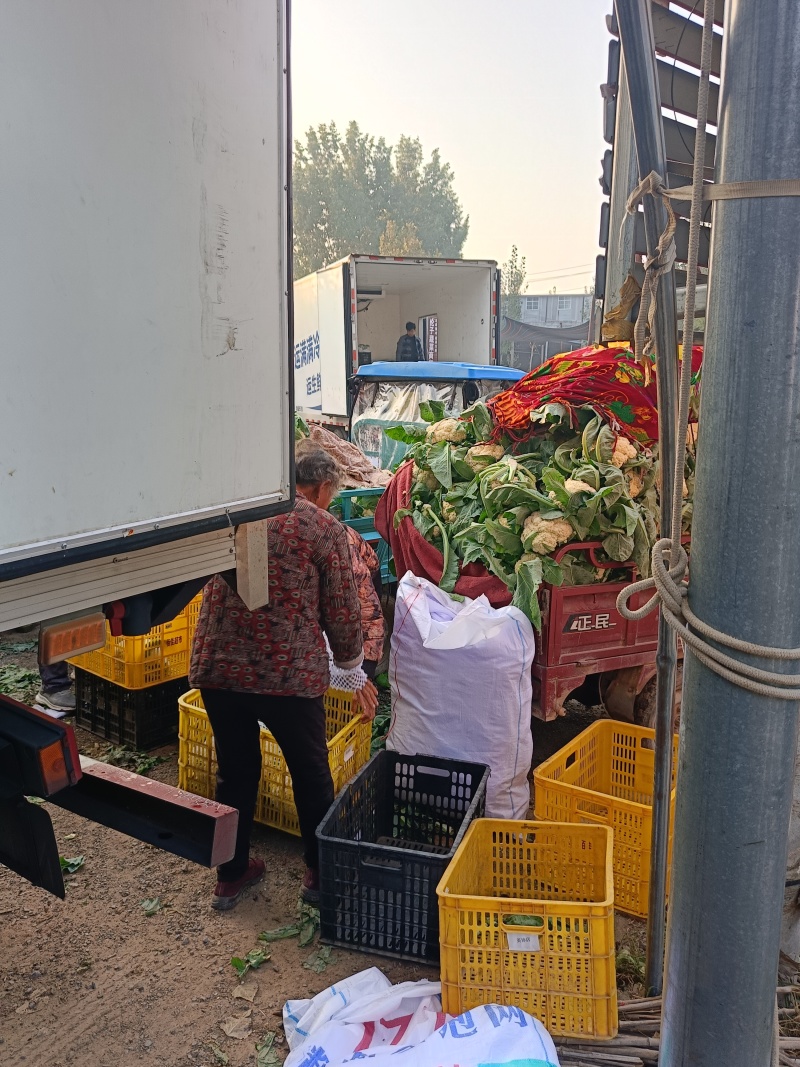 我们产地精品花菜大货上市许要联系