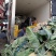我们产地精品花菜大货上市许要联系
