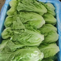邯郸罗马生菜大量有货，需要的老板联系我