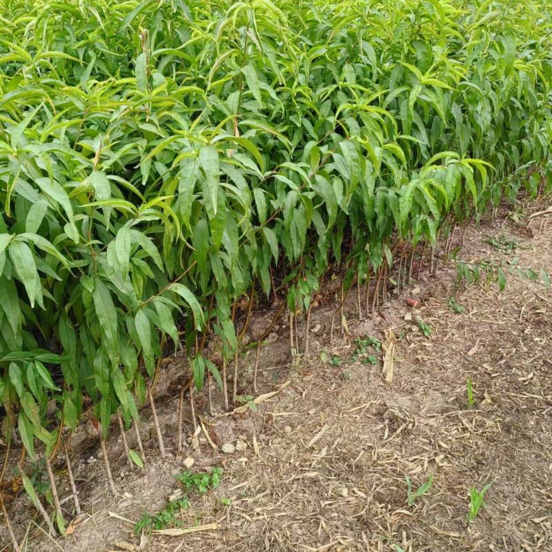 【推荐】优质桃树苗基地直发一手货源品种齐全量大价优