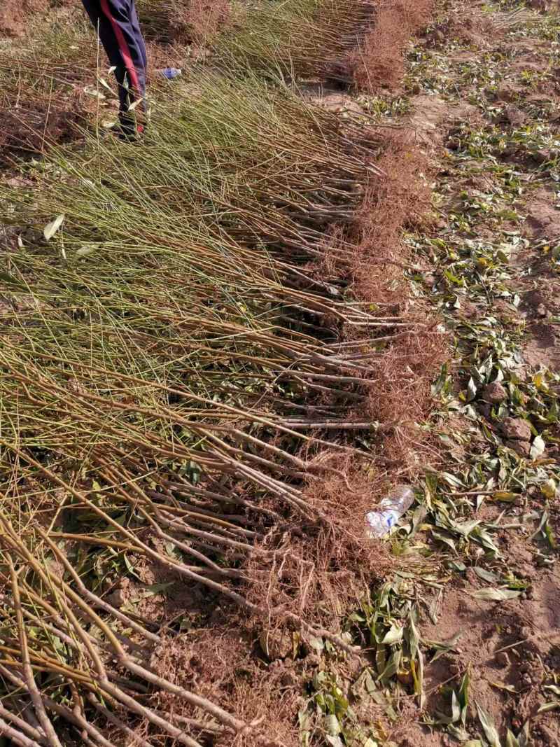 【推荐】优质桃树苗基地直发一手货源品种齐全量大价优