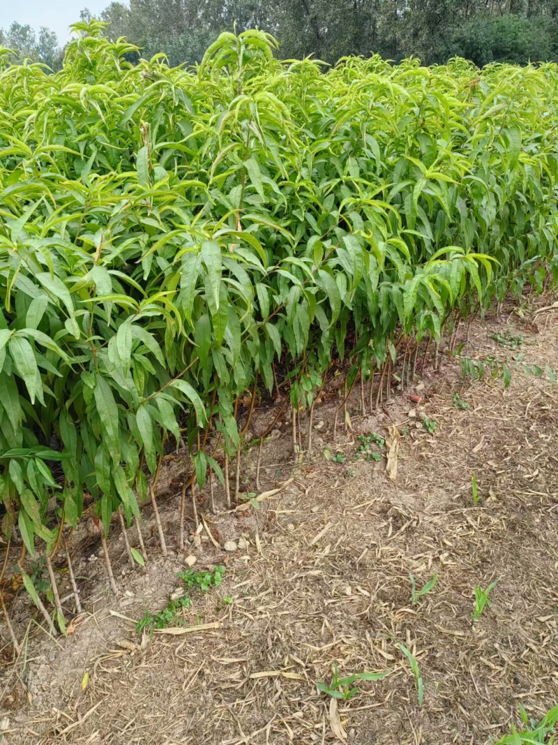 【推荐】优质桃树苗基地直发一手货源品种齐全量大价优