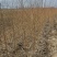 【推荐】优质桃树苗基地直发一手货源品种齐全量大价优