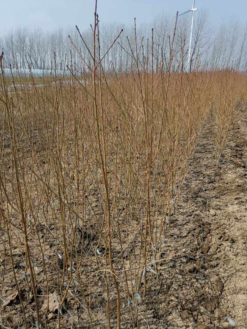 【推荐】优质桃树苗基地直发一手货源品种齐全量大价优
