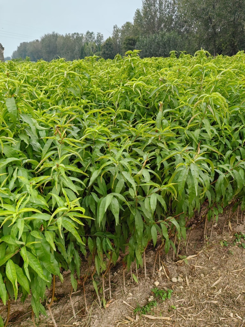 【推荐】优质桃树苗基地直发一手货源品种齐全量大价优