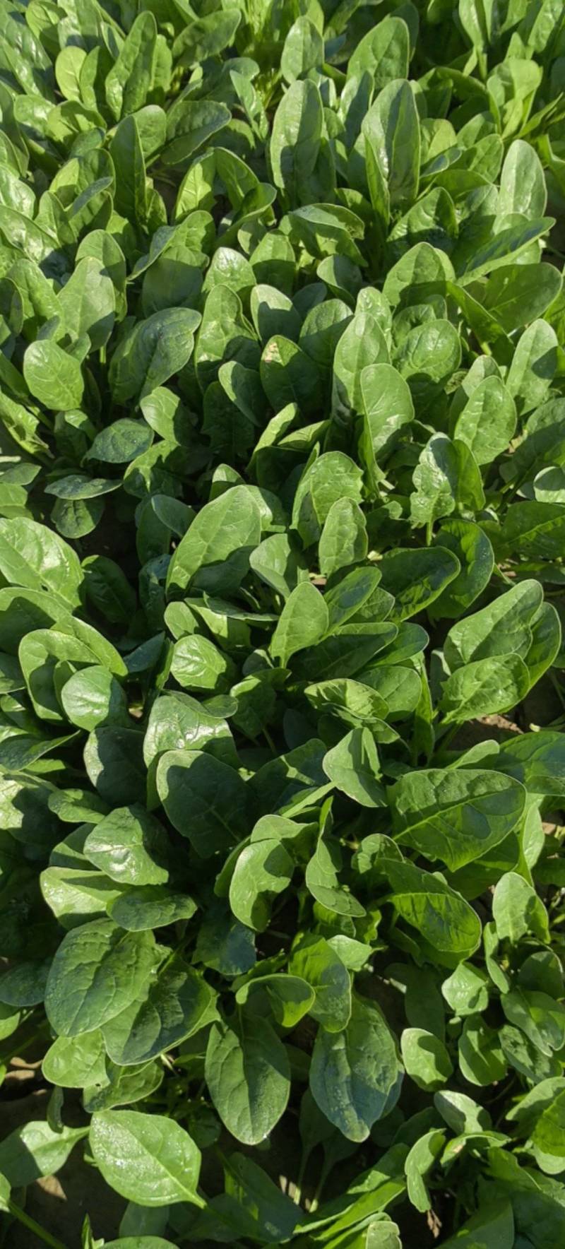 大叶菠菜精品菠菜产地一手货源量大优惠对接全国市场