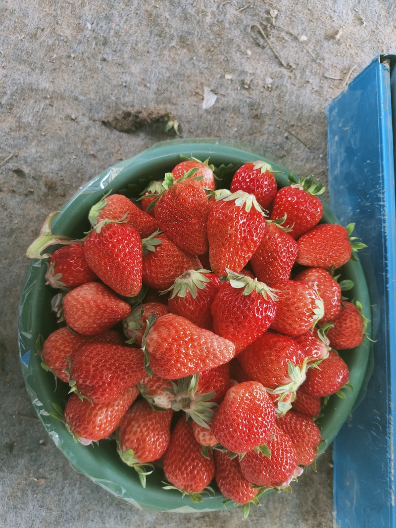 南阳红玉草莓