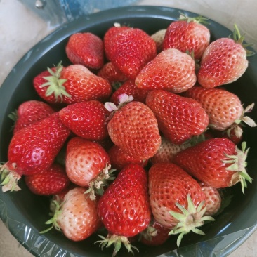 南阳红玉草莓