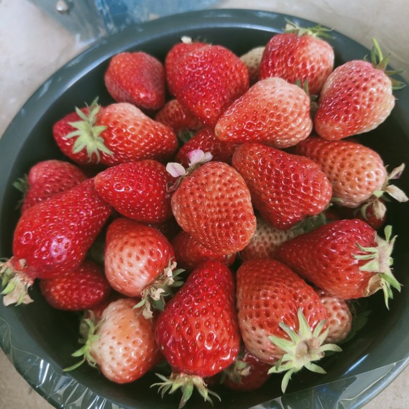 南阳红玉草莓