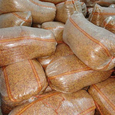 山西精品沙棘果和通货质量保证产地发货常年有货厂家直供