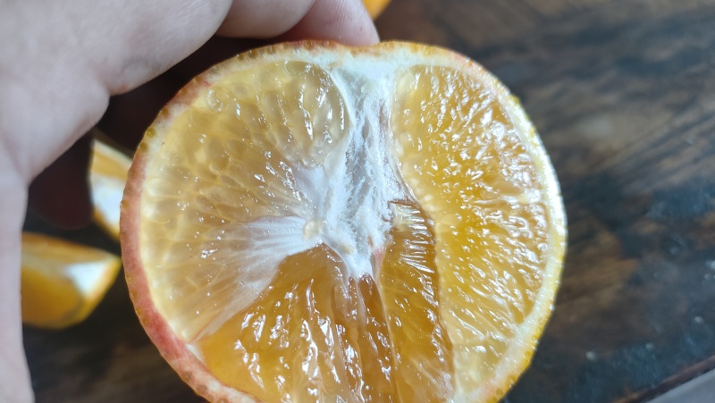 爱媛橙